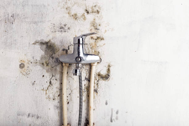 Best Industrial Mold Remediation in Mount Airy, MD