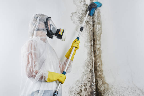 Best Attic Mold Remediation in Mount Airy, MD