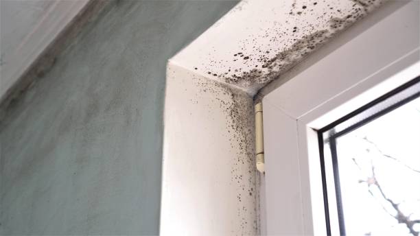 Best Residential Mold Remediation in Mount Airy, MD