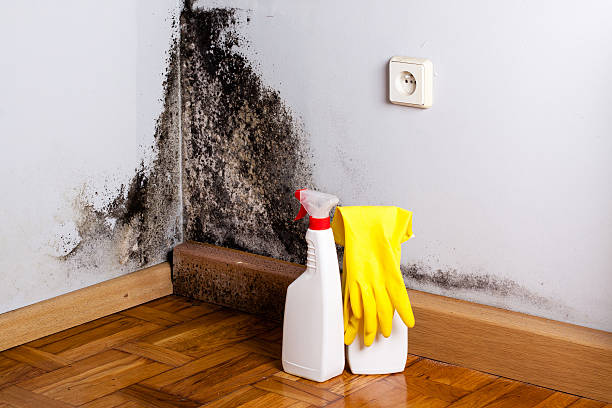 Best Black Mold Remediation in Mount Airy, MD