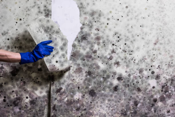 Best Post-Flood Mold Remediation in Mount Airy, MD