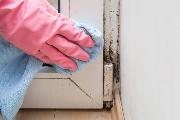 Best Bathroom Mold Remediation in Mount Airy, MD